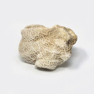 Real Coral Specimen