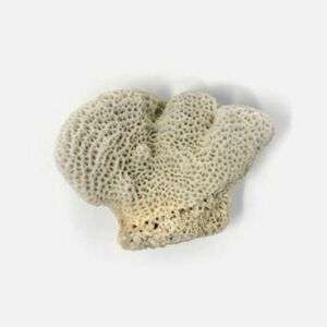 Real Natural Coral Specimen