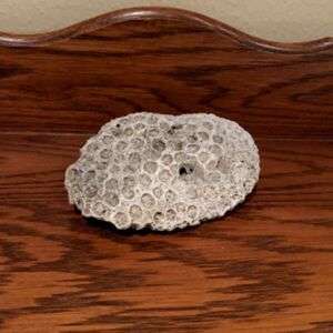Real Natural Coral Specimen